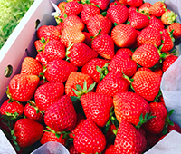 イチゴの写真です